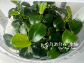 ADA Pocket Banyan Anubias Petite nana IC055